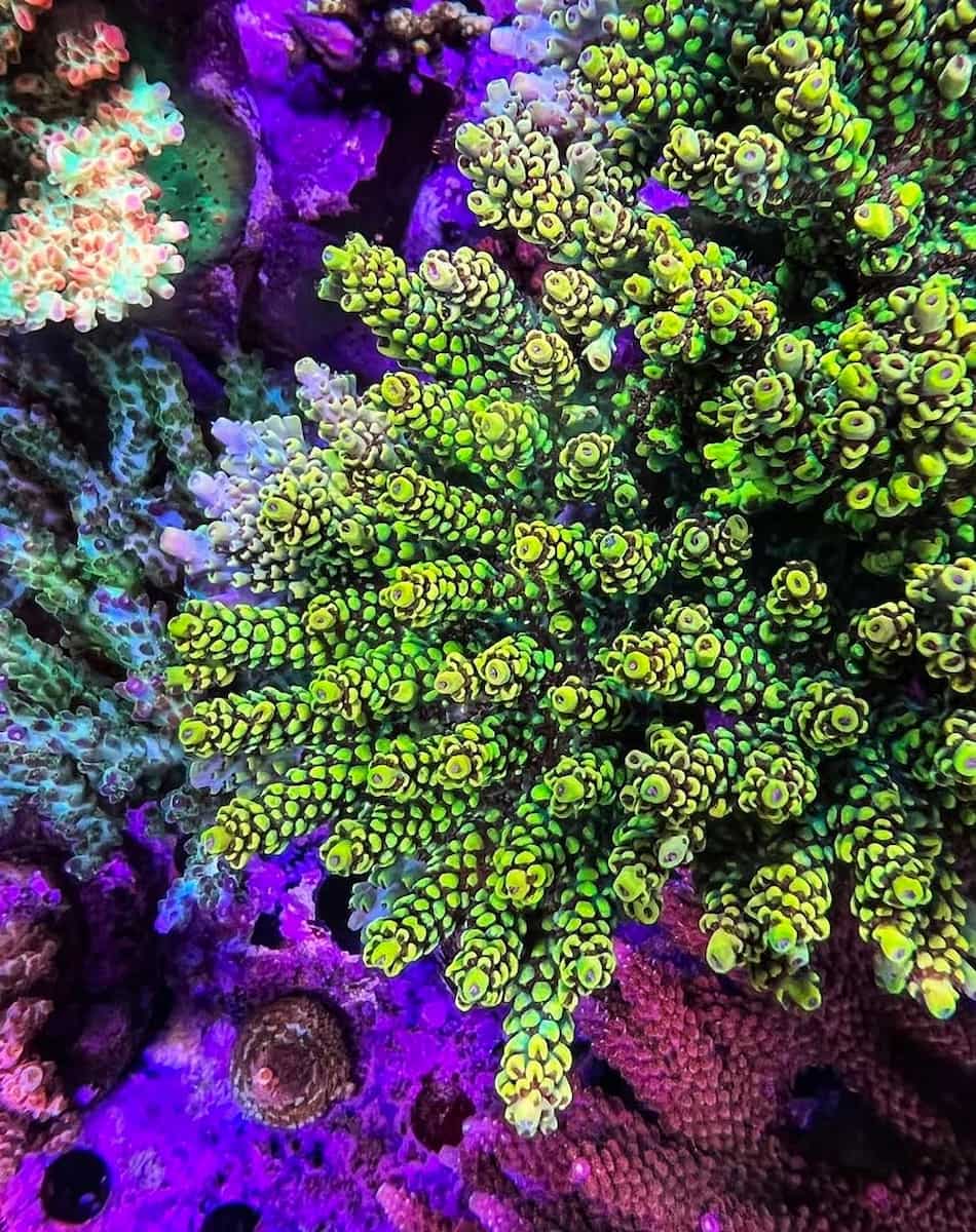Emerald Coast Artificial Reefs, FL