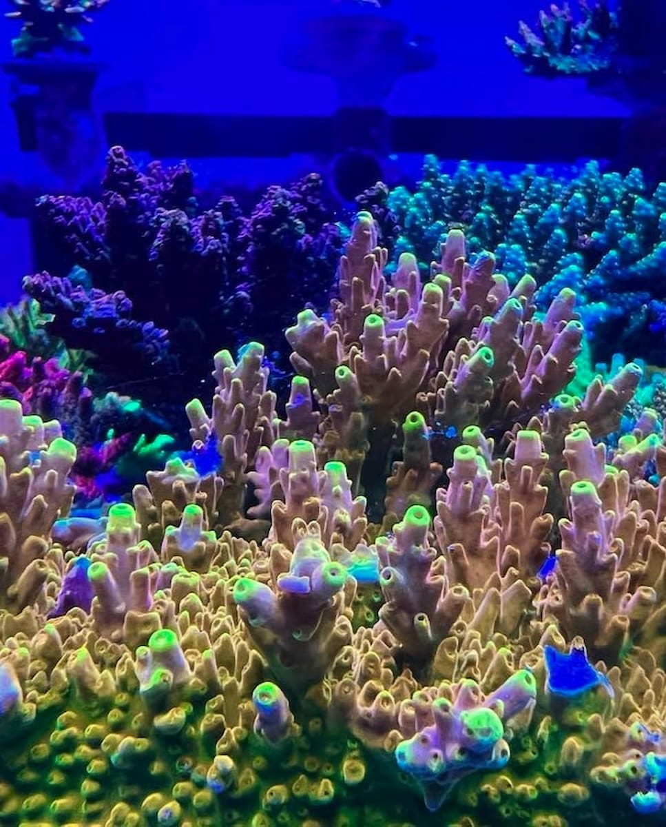 Emerald Coast Artificial Reefs, FL
