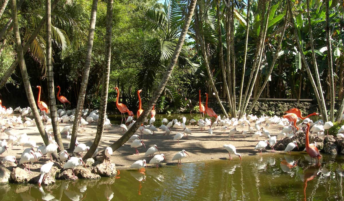 Flamingo Gardens Fort Lauderdale Flamingo Gardens fort lauderdale
