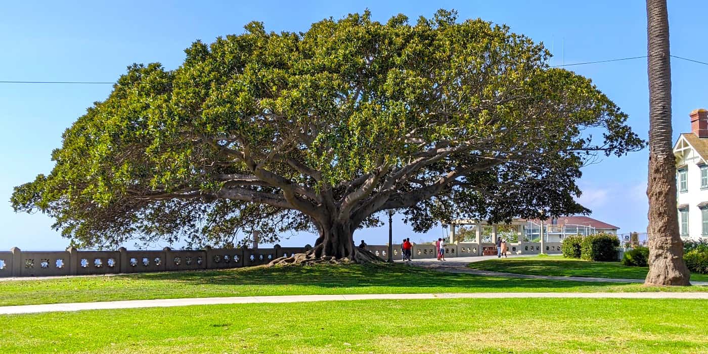 Moreton Bay Fig Tree, Santa Barbara Moreton Bay Fig Tree, Santa Barbara