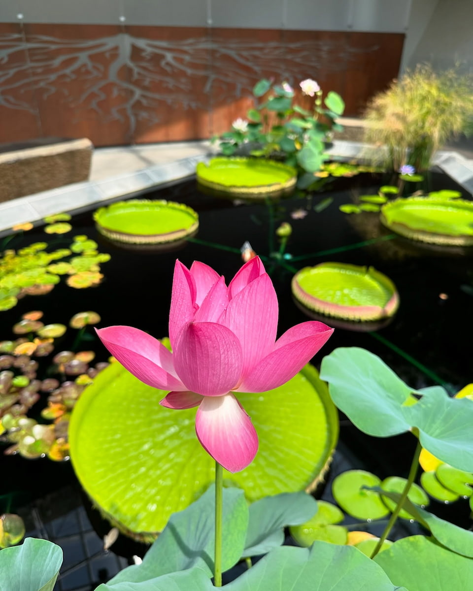 Myriad Botanical Gardens