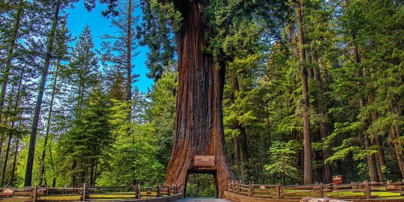 Redwood National and State Parks, California Redwood National and State Parks, California
