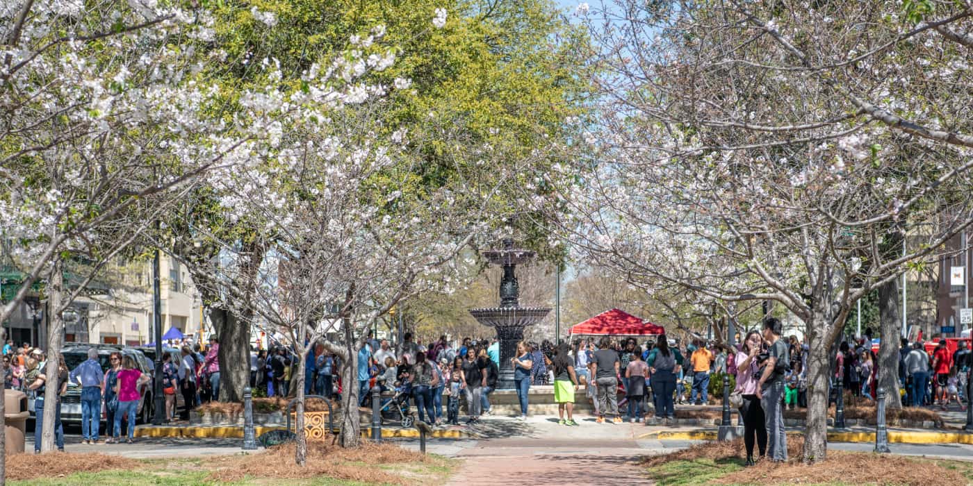 Spring Blooms Georgia, US