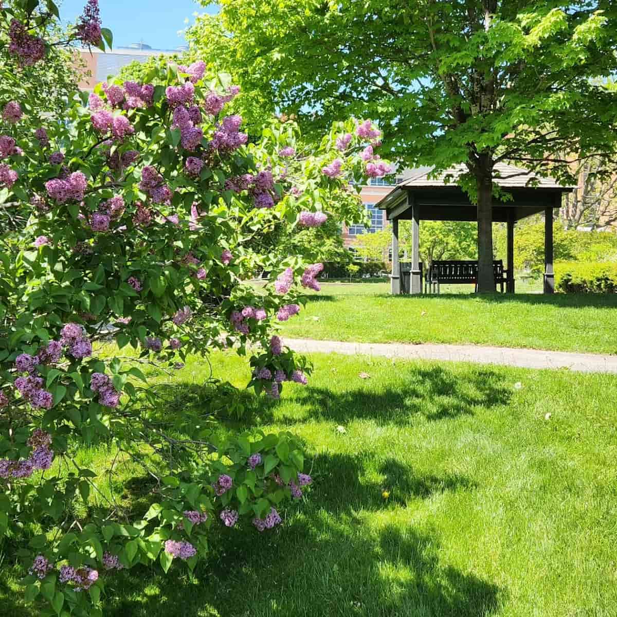 Spring in Maine