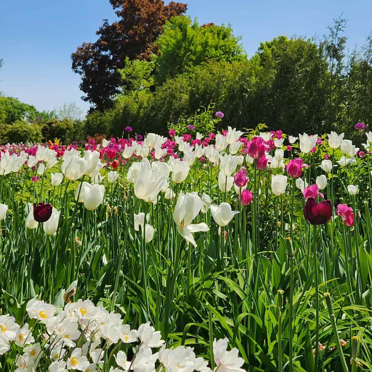 Spring in Maine