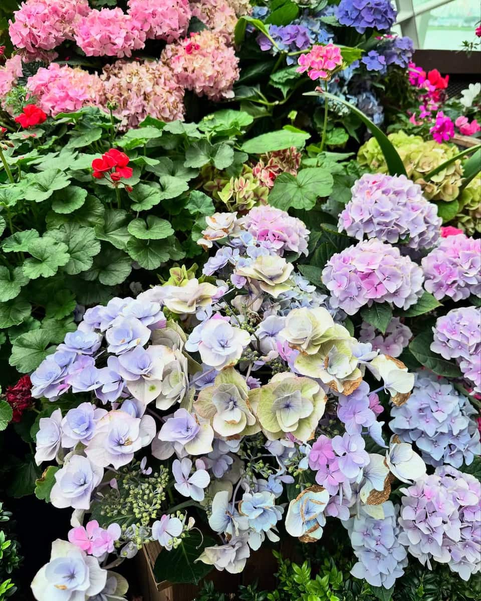 Spring in Singapore