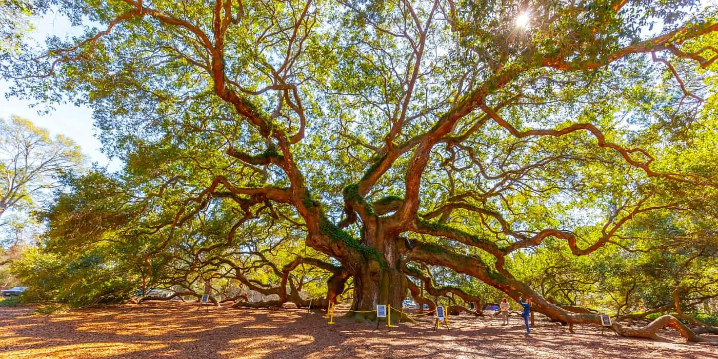 Angel Oak Tree, South Carolina Angel Oak Tree, South Carolina