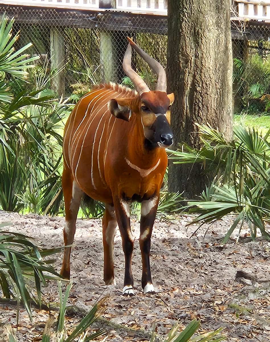 Jacksonville Zoo and Gardens