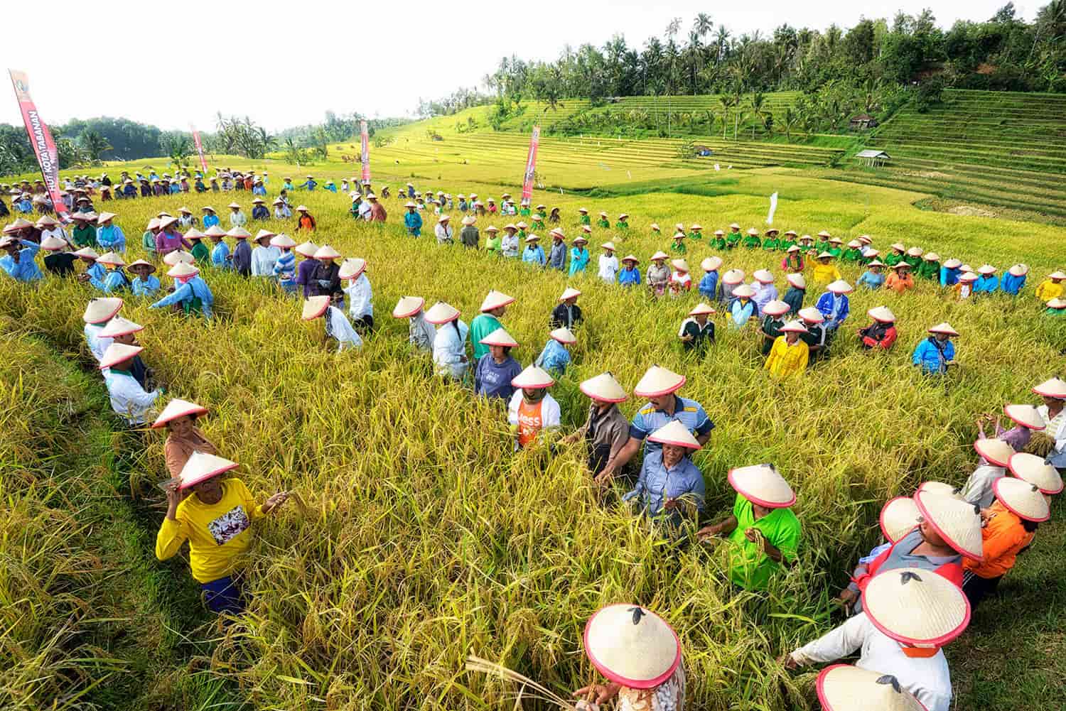 Rice Harvest Festival Rice Harvest Festival