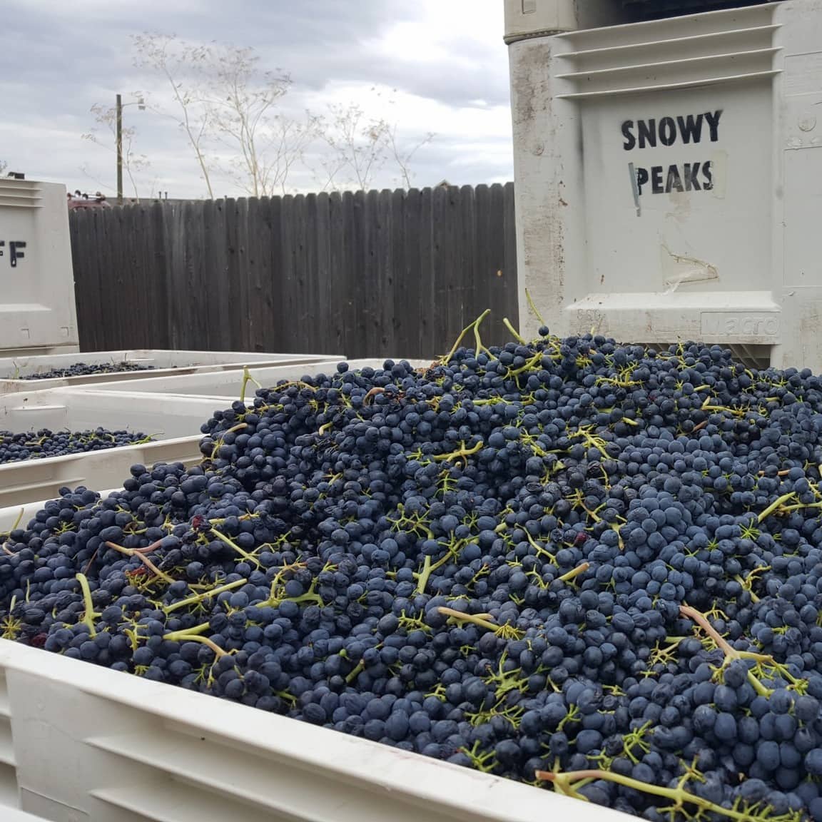 Snowy Peaks Winery