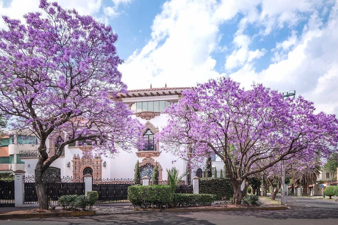 Spring in Mexico City Spring in Mexico City