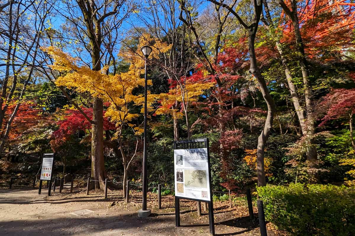 Fall Foliage Season Momiji, Japan Fall Foliage Season Momiji, Japan