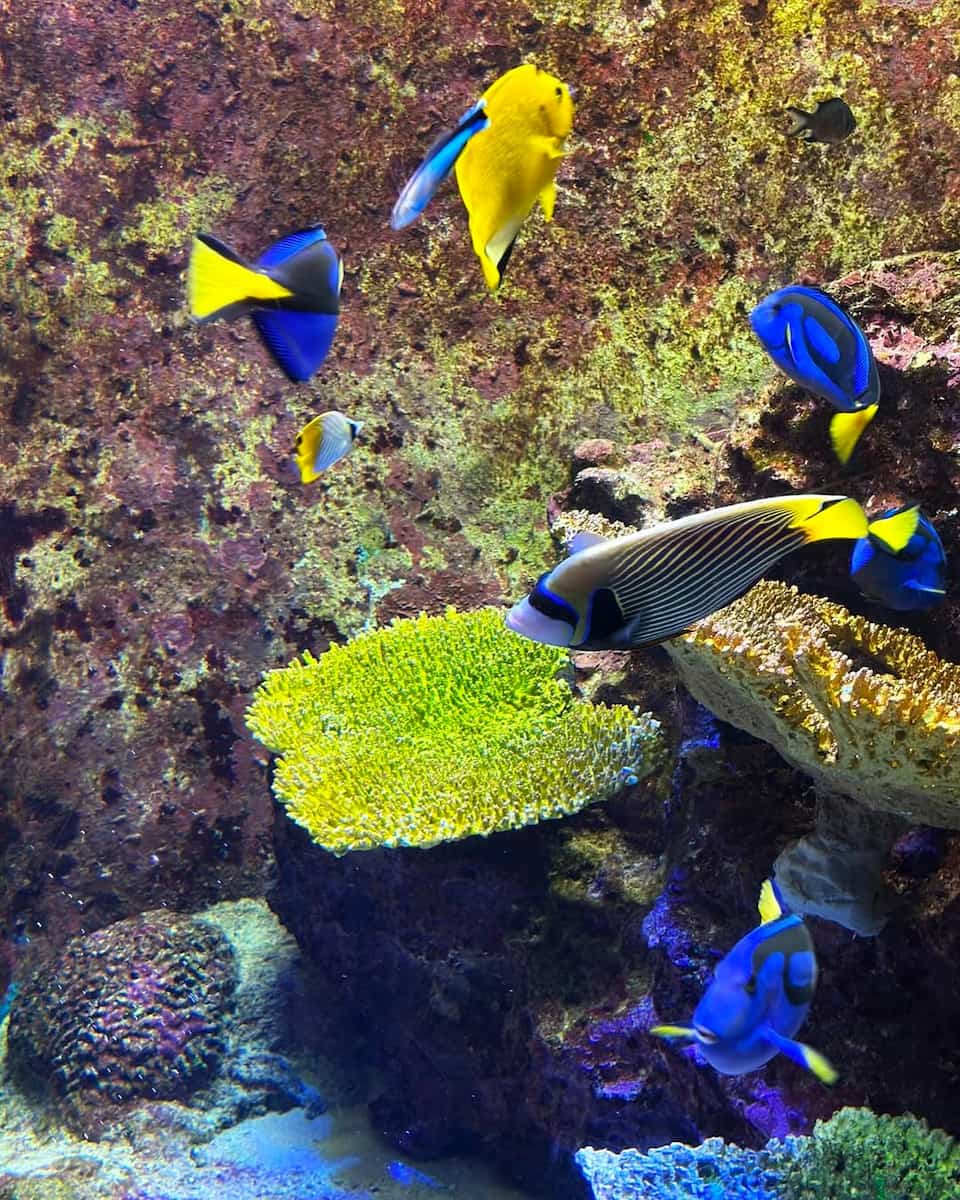 Okinawa Churaumi Aquarium, Japan Okinawa Churaumi Aquarium, Japan