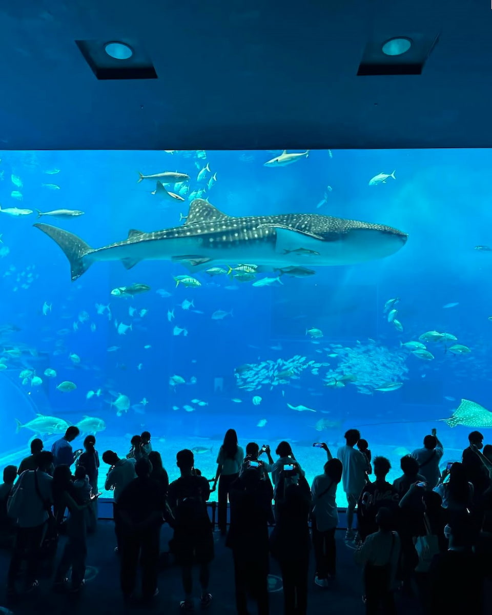 Okinawa Churaumi Aquarium, Japan Okinawa Churaumi Aquarium, Japan