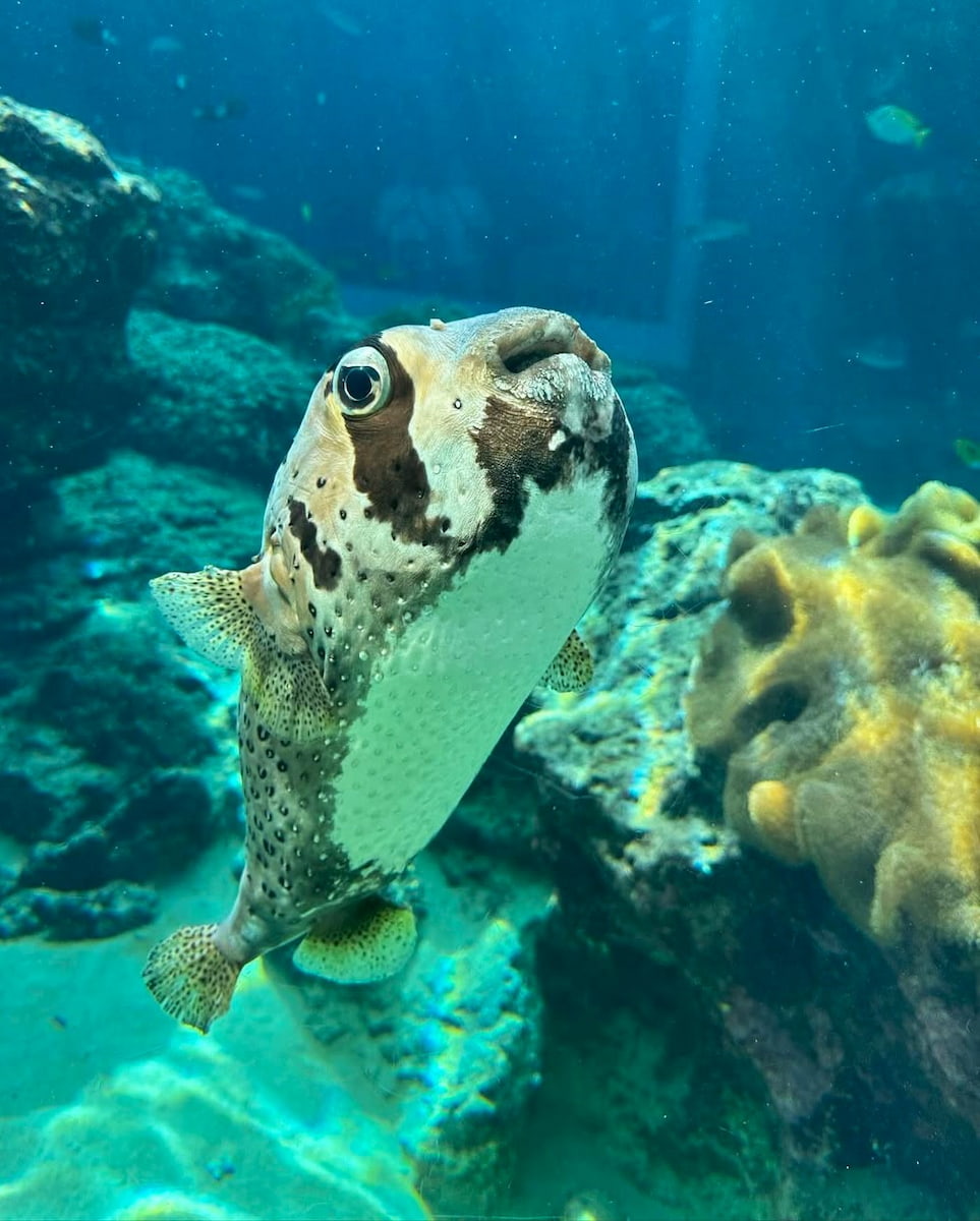 Okinawa Churaumi Aquarium, Japan Okinawa Churaumi Aquarium, Japan